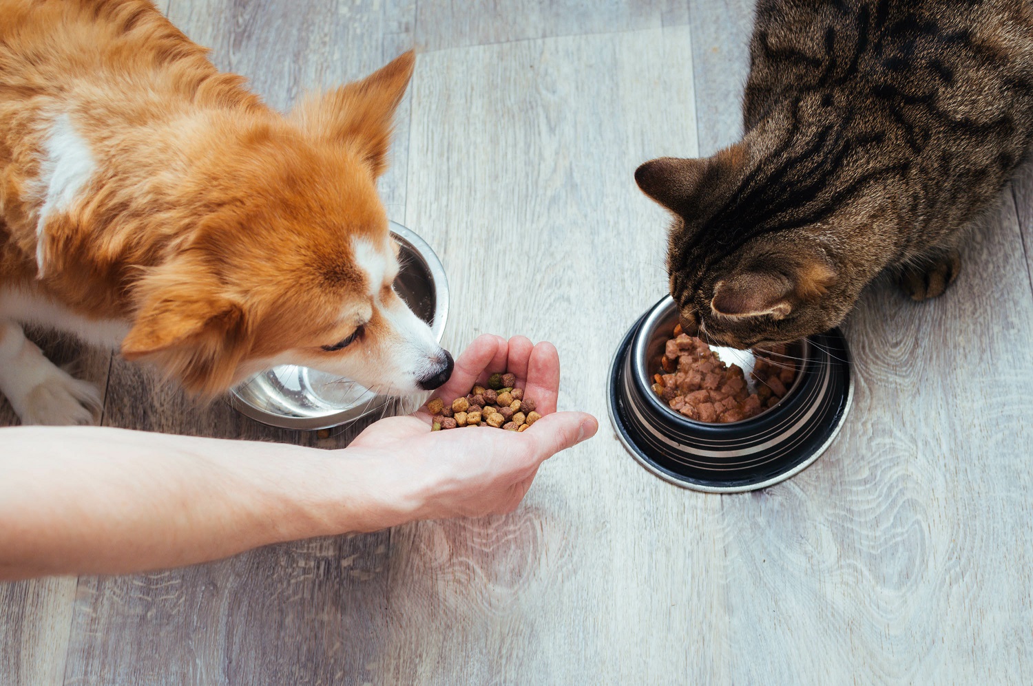 ペットを飼っていた物件は売却に不利？松山市で該当物件を売却の際は要チェック！